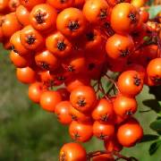 sea buckthorn.jpg